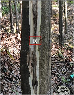 Aromatic components and endophytic fungi during the formation of agarwood in Aquilaria sinensis were induced by exogenous substances